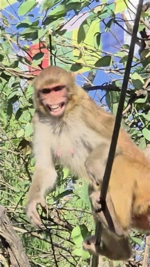 Insane Monkey Acrobatics! 😲🐒