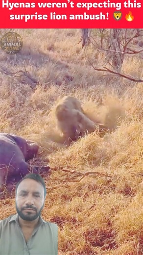 Hyenas Busy Eating a Hippo Get Suddenly Ambushed by a Lion