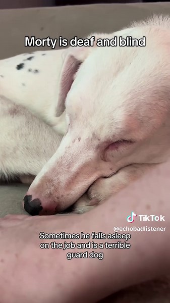 Echobadlistener on TikTok