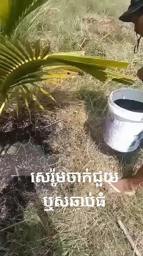 Planting Palm Trees: A Step-by-Step Guide