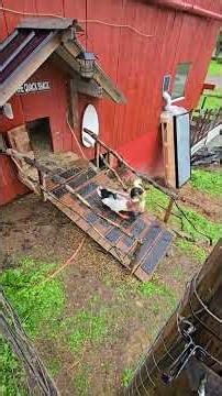 We Have ISSUES! #WhittAcres #enjoynaturetoday #homesteadinglife