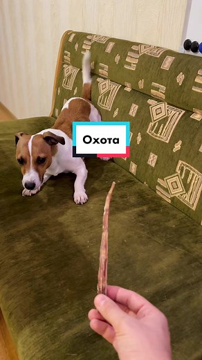 Playful Dog Chasing Toy: Jack Russell Terrier Antics