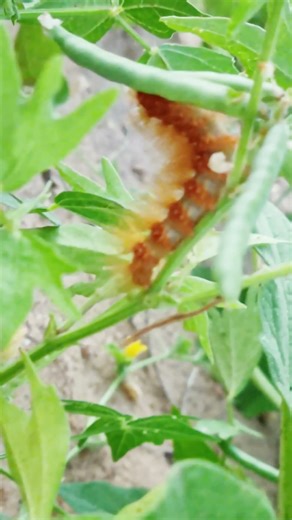 #dhurandhar #bollywood #viralshort #viralvideo #newaong