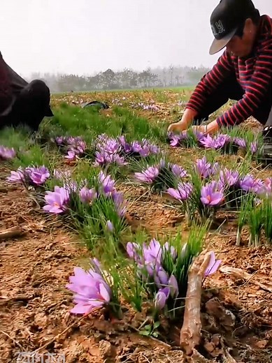 The World’s Most Expensive Spice: Saffron Secrets