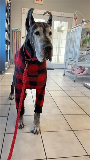 Funny Well Dressed Florida Senior Great Dane Enjoys Her Vet Appointment