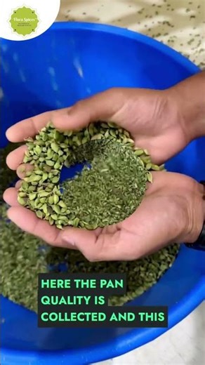 Inside the Green Cardamom Grading Process for Exports | Flora Spices