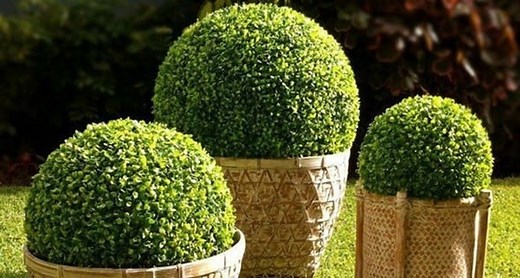 Buxinho ou Buxo – Buxus sempervirens