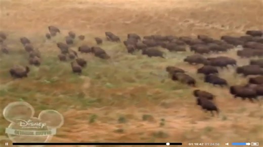 Buffalo Dreams #disney #watchondisneyplus #disneychanneloriginalmovie #fyp🤪