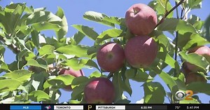 New York fruit farms ready for apple picking season, despite drought