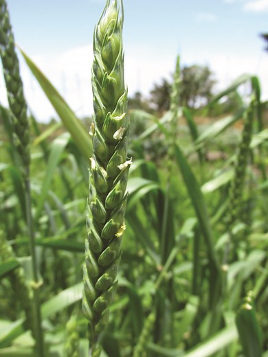 Baking With ‘Red Fife’ Wheat Heritage Grain - Grit
