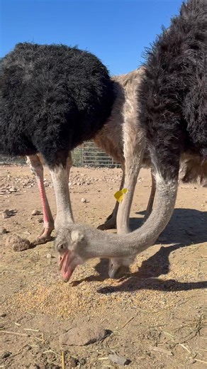 The sound I hear when ostriches eat #ostriches | Bella Vie Ranch