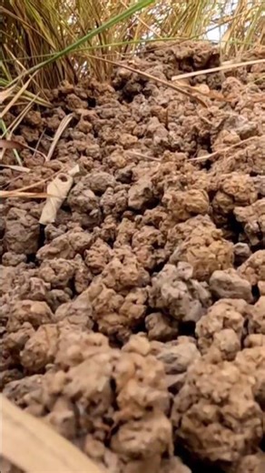 A spectacular rat trap! #fermentedricebait