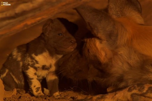 The Dogs of Lion Country - Part 6 [ हिन्दी डॉक्यूमेंट्री ] #nature #animals #wildlife #survival #dogs #documentary #wildwisdom Witness how a family of African wild dogs fights to survive among their deadliest rivals. | Wild Wisdom