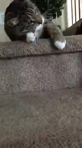 Playtime with Joey. His face when he's about to pounce is priceless haha | Adorable Kittens