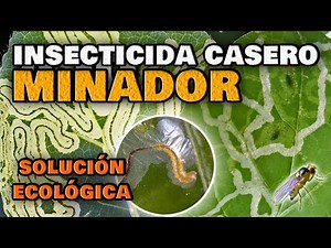 Eliminate Leaf Miners and Citrus Fruits | Homemade Insecticide for Plants