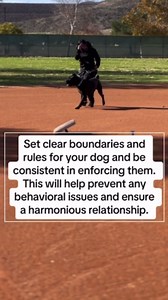 5 essential tips for raising a giant Cane Corso dog