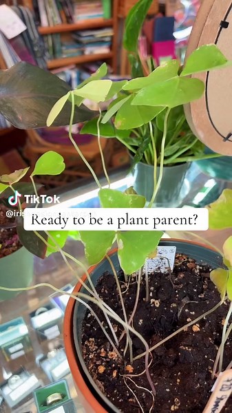 Explore the Gaelic Garden: Unique Plants Await!