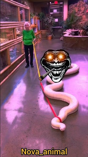 🐍 World's Biggest Snake Ever Seen? 😱 Giant Snake Caught on Camera!#snake #giantsnake #biggestsnake