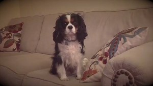 Did you know that our programs are audio-balanced to suit your dog's unique hearing and help mentally stimulate them while they're watching DOGTV? Tune into DOGTV now on Comcast's Xfinity On Demand! | DOGTV