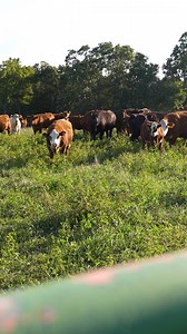 Arrowhead Cattle Ranch is a highly productive property in an excellent location for raising cattle - located in Douglas County, Missouri. This top-shelf cattle ground property has been well-managed and offers gorgeous views. The ranch is currently running 75 cow-calf pairs and producing 250-300 4x6 bales of hay. This productive ground is well-fenced, with 5 strand barbed wire along the boundary and cross fencing throughout the property. Over 7 pastures are fenced to allow rotational grazing tech