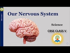 CBSE | NCERT | CLASS V | Science | Our Nervous system | Human Nerve system