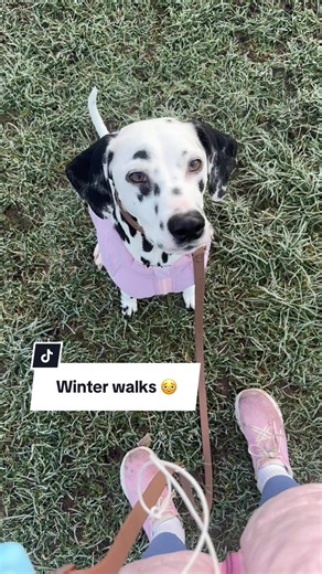 The Reality of Dog Ownership: Walking Kipper!