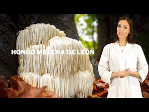 Guía HONGO MELENA DE LEÓN planta medicinal, hongo melena de león para qué sirve y cómo tomar