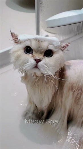 Most Satisfying Cat Bath on YouTube 😲