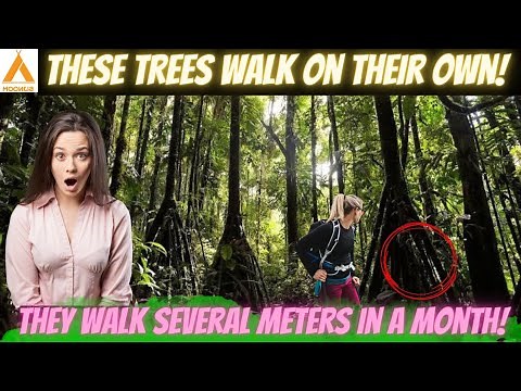 The Walking Palm Trees: Trees That Can Walk | Socratea Exorrhiza