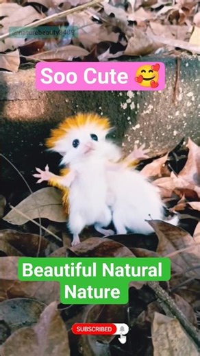 Natural Nature Creatures #natural #beautiful #nature #wildlife #shorts #viral #naturesounds #love