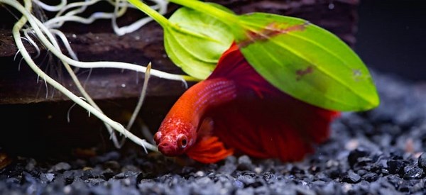 27 Of The Best Plants For Betta Fish