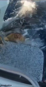 Insane footage of a bull shark attacking a turtle. Bull sharks will eat almost anything, but their diet consists mainly of fish if there’s any left in the sea. ⁣ .⁣ .⁣ .⁣ .⁣ .⁣ #ヘ #drawing #seaturtle #art #underwater #nature #turtlelife #adventure #turtles #photooftheday #turtleturtle #turtlesofinstagram #reptile #sea #naturephotography #water #artist #tortoise #cute #turtlelover #photography #turtlelove #ocean #photo #turtlepower #redearedslider #freedive #underwaterphotography #blackandwhite #