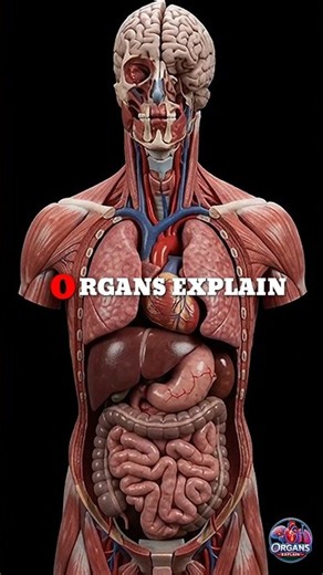 Your Body From Inside Will SHOCK You 😳 Full Torso Dissection - Brain to Intestine | 360° Anatomy
