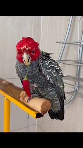 13K views · 565 reactions | Enjoying a chilli while having a bath! Well-deserved pampering for Mr. Chester! Life is good :-) #gangang #cockatoo #chilli #bath #shower #pamper | Mr. Chester, The Gang-gang Cockatoo | Facebook