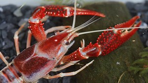 Download Crayfish Cherax destructor Animal economic Popular Party.The animals are invaluable if a species is rare. for free