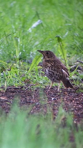 Song Thrush phonescoped with Leica APO Televid 82 Spotting Scope #leicanature