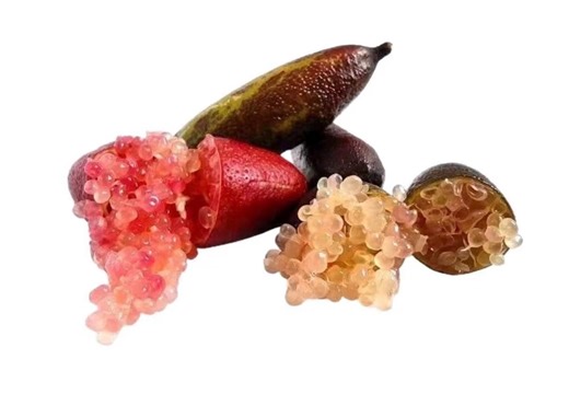 Rare Red Champagne Finger Lime Tree - Etsy