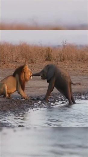 1 Intense Fight For Survival Male Lion vs Young Elephant