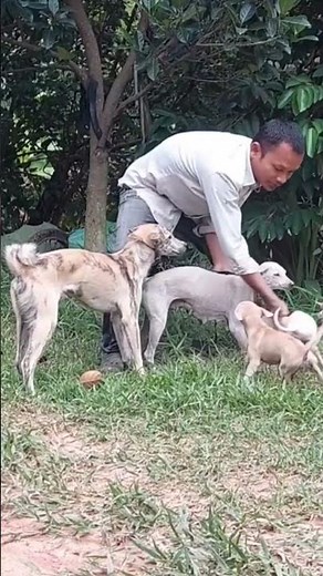 Male and female dogs and owners