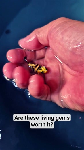 Balloon Molly the new craze - is it worth it?