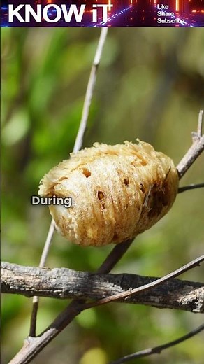 Does a Caterpillar change into a Butterfly by melting its body?
