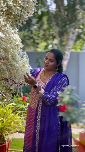✨SIRISHA ❤️ ANAND ✨ on Instagram: "Snowflake bush 🤍🪷🌿🏡🌿🏡"