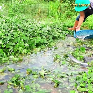 435K views · 4.9K reactions | Found and Catching a lot fish back water during flood season | Pet Lovers | Facebook