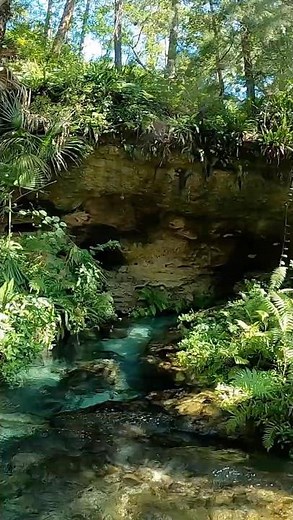 Jumping Into the Rock Springs at Kelly Park | Natural Swimming Fun In Orlando Florida! #travel