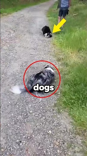 Dogs Meet For The First Time And This Happens