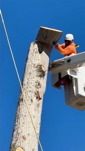 Commercial Tree Removal