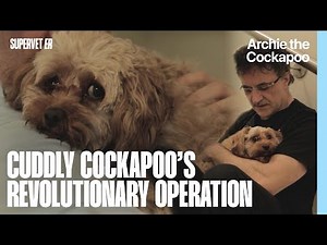 Cuddly Cockapoo Needs a Revolutionary Operation | Supervet ER