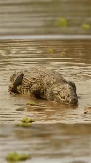 One of the largest animals ever taken with a beast_broadheads . This was an 80lb bow with a 550 grain arrow with a 2.0” BEAST. Have you all seen this full episode yet? It’s one of my all time favorites. #crocodiles #tanzania #africa #archery #beastbroadheads | Bowmar Bowhunting