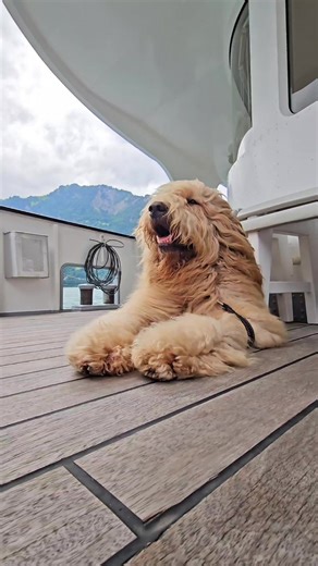 to hot for a walk? then go for a Boat trip 🐶 #summer #dog #pet #cute #funny #fyp #foryou