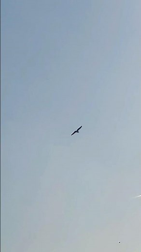 Herring Gull Flying In The Sun In Late January #avian #birds #nature